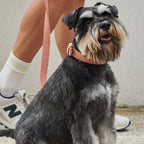 leashes-3